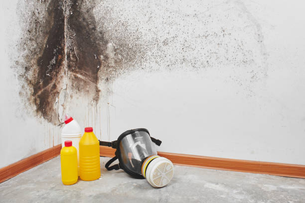 Best Attic Mold Removal  in Millville, UT