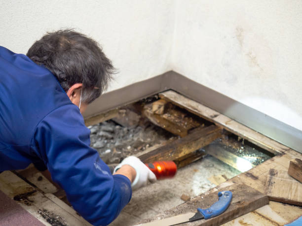 Best Toxic Mold Removal  in Millville, UT
