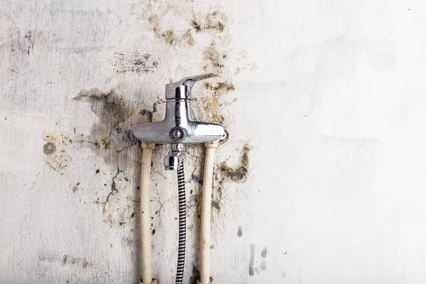 Best Residential Mold Removal  in Millville, UT