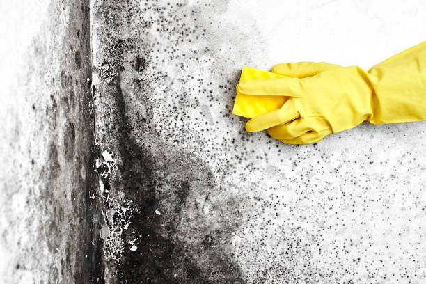 Best Mold Testing  in Millville, UT