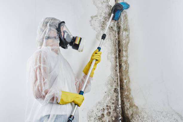 Best Mold Remediation  in Millville, UT