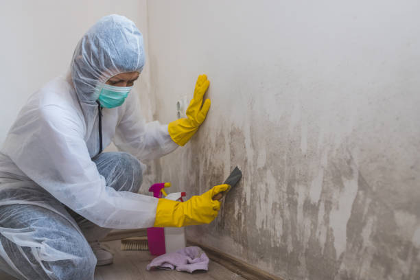 Best Emergency Mold Removal  in Millville, UT