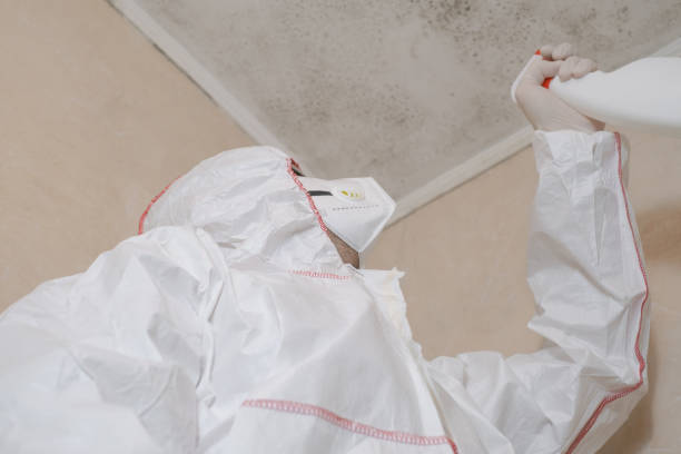 Best Mold Inspection  in Millville, UT