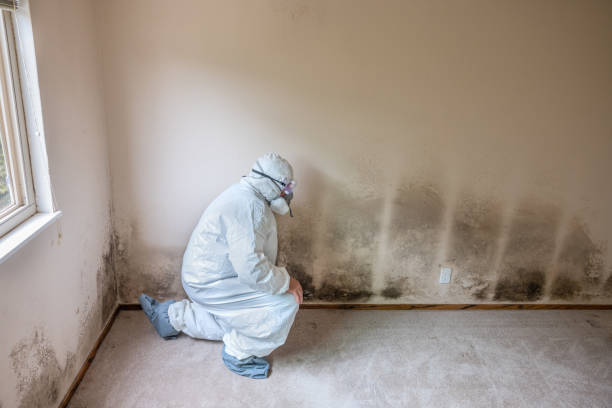 Best Mold Damage Repair  in Millville, UT