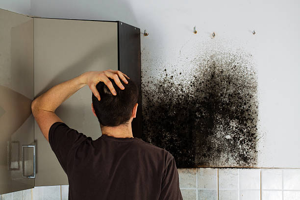 Best Professional Mold Removal  in Millville, UT
