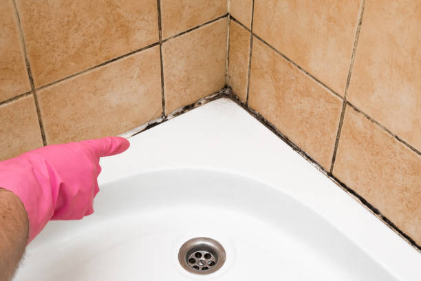 Best Mold Damage Repair  in Millville, UT