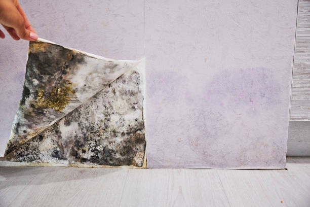 Best Mold Cleaning Services  in Millville, UT